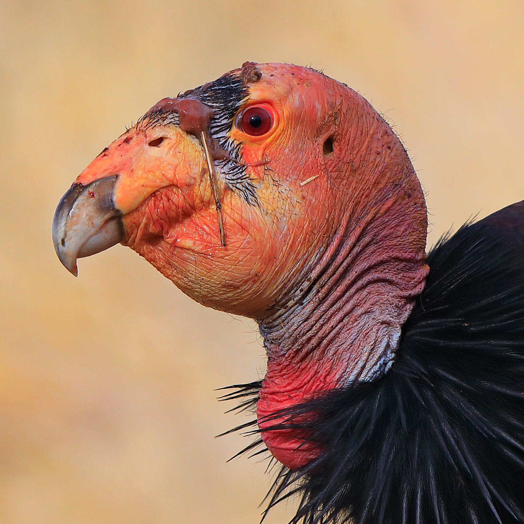 Eight condors site inside and on top of their release pen.