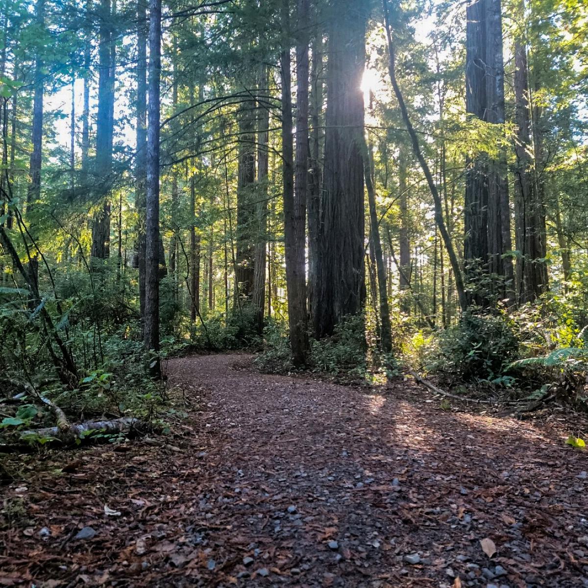 A dirt trail going through a forest