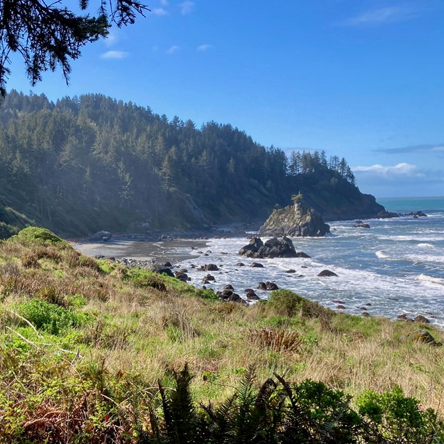 Tree covered cliffs by the ocean overlooking a beach