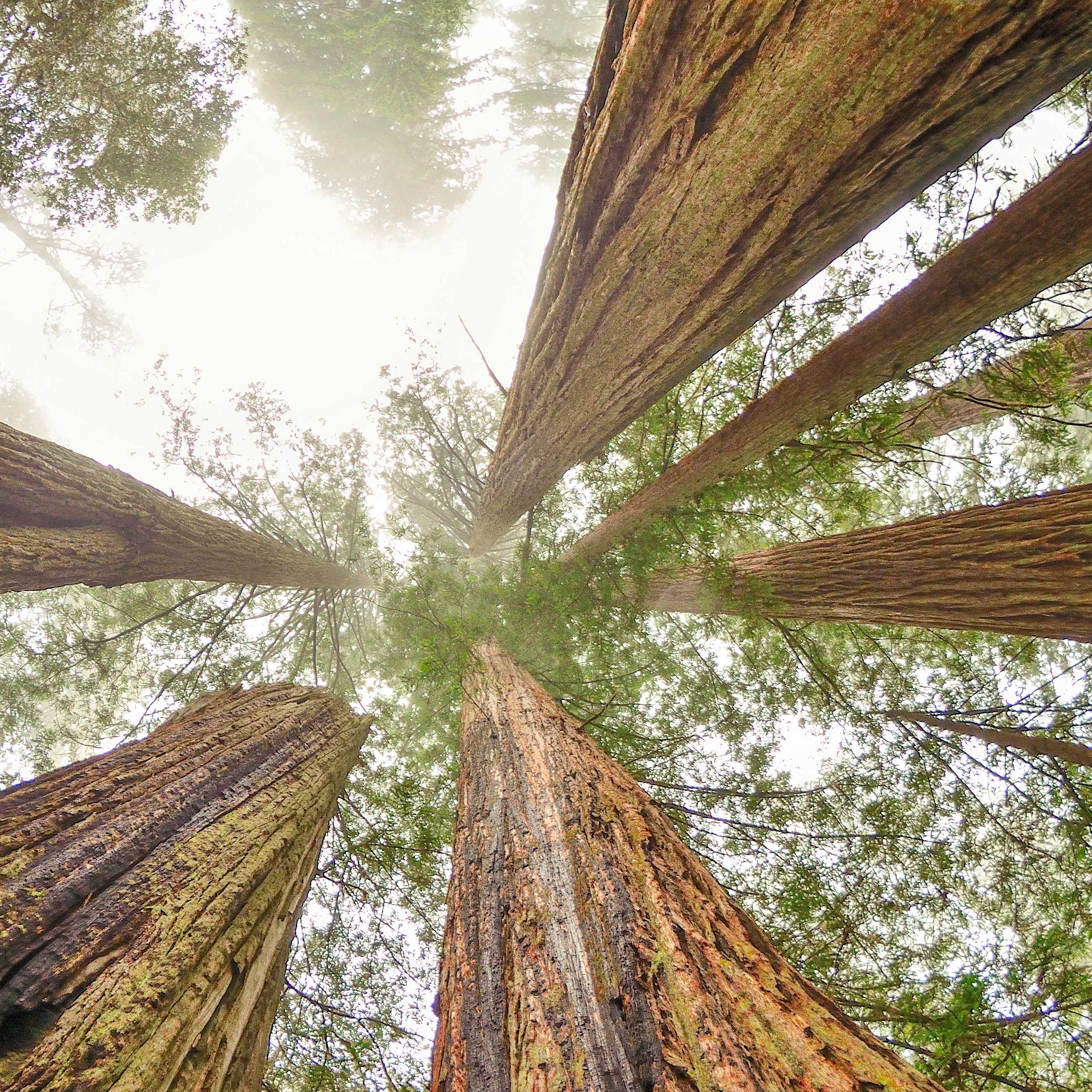 view looking into redwood canopies