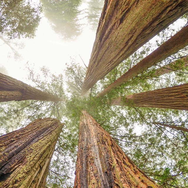 view looking into redwood canopies