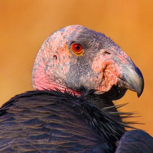 A pink condor head and black feathers with an orange background.
