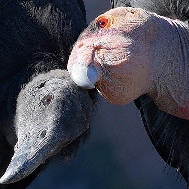A female condor and her six-month-old offspring.