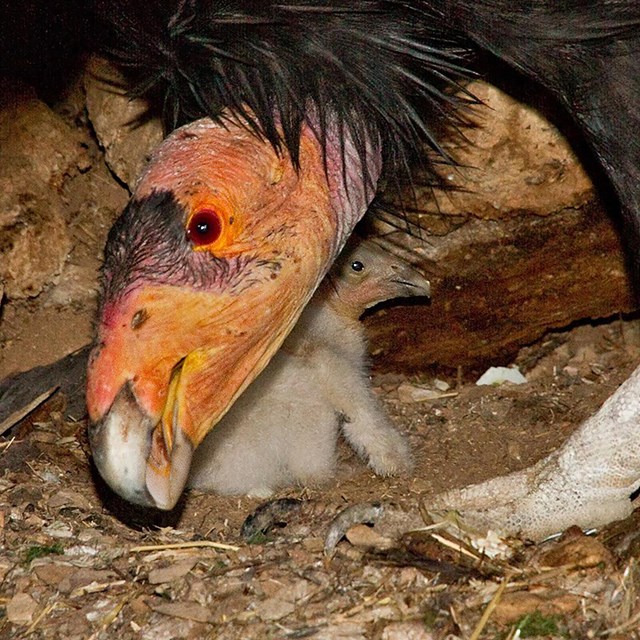 An adult condor guards its young hatchling.
