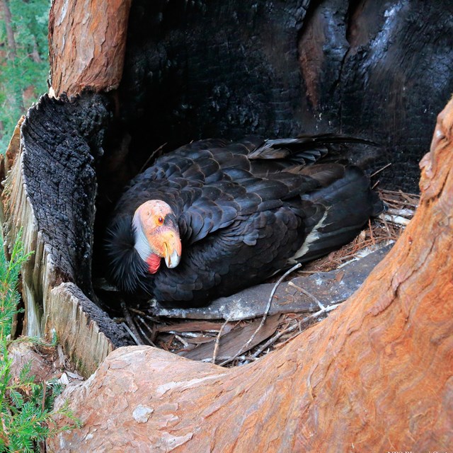 A black and pink condor roosts in a hollow of a redwood tree