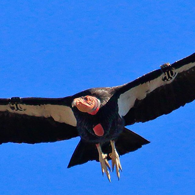 A condor with wings outstretched in blue sky.