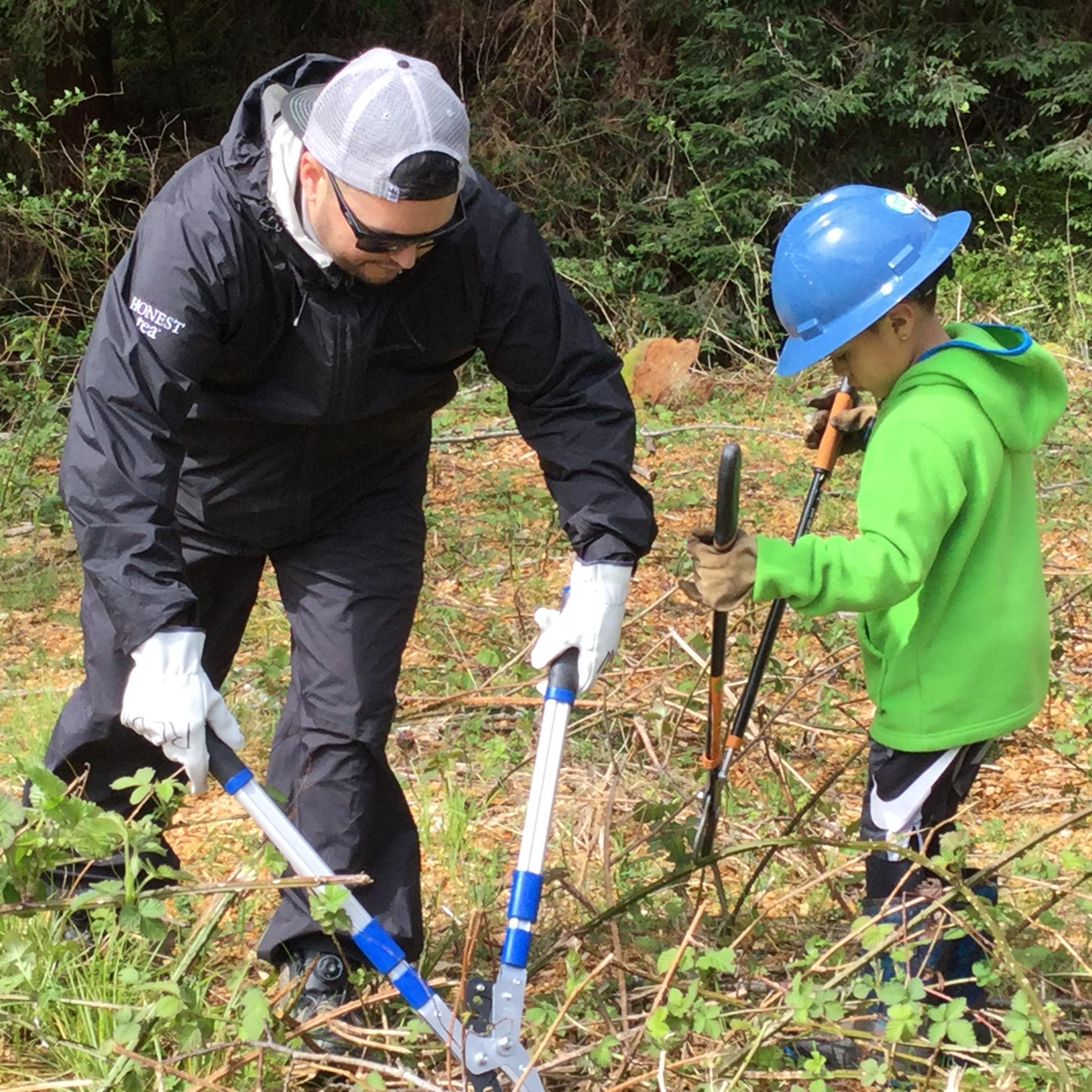A man and his small son carefully cut back invasive blackberries