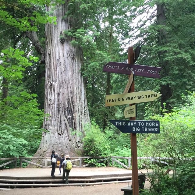 are dogs allowed in redwood national park california