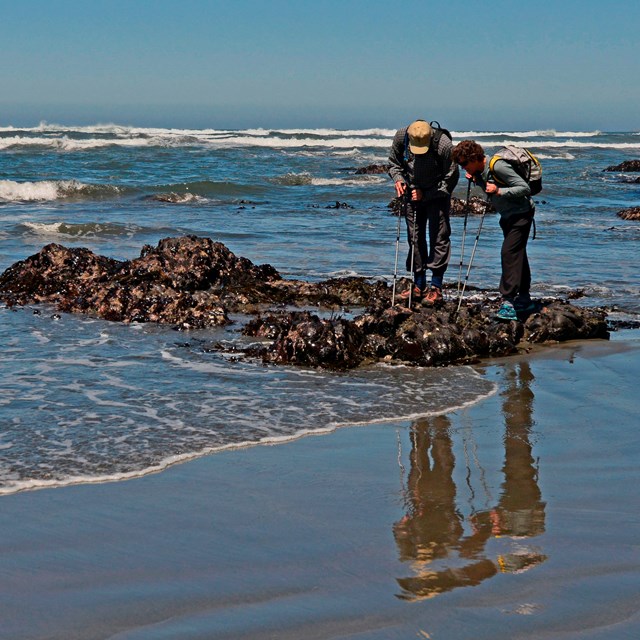 We have hiking, fishing, rafting, tide-pooling, whale watching...and redwoods of course.