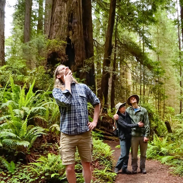 People walk on a forest trail