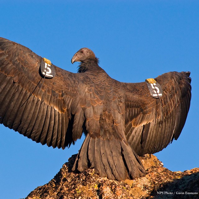 A black condor with wing tags opens its wings on a rock. Blue sky behind.
