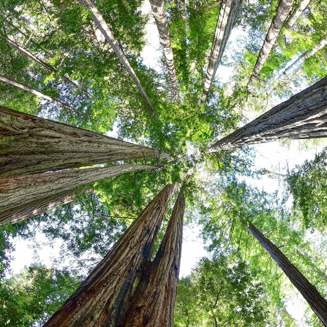 Coast Canopy Redwood Tours for iPhone