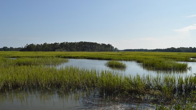 A marsh landscape on a sunny day.