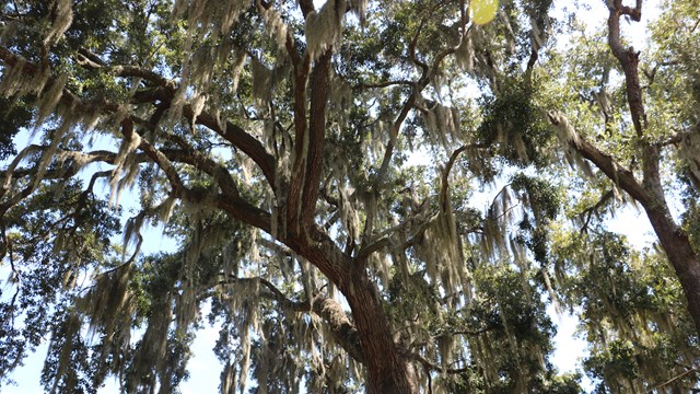 oak tree with spanish moss 