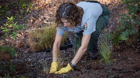 A park ranger planting grasses on a dirt fortification.