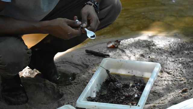 A ranger crouching holding a dragonfly larvae in a plastic spoon.