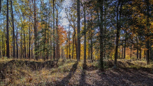 A line of fall colored trees in the distance of Civil War earthworks