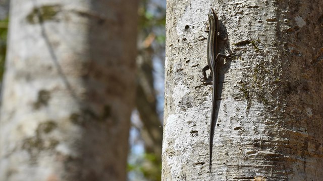 A skink climbing up a brown tree.