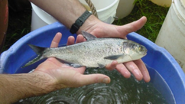 A silver Gizzard Shad fish being held above a bucket of water.