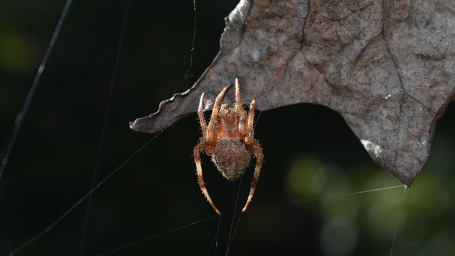 A brown Orb Weaver spider hanging from a brown leaf.