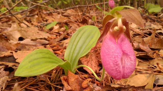 A type of pink orchid known as the Pink Lady's Slipper.