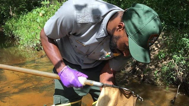 A park ranger wearing a green and grey uniform looking at sand in a net while standing in a creek.