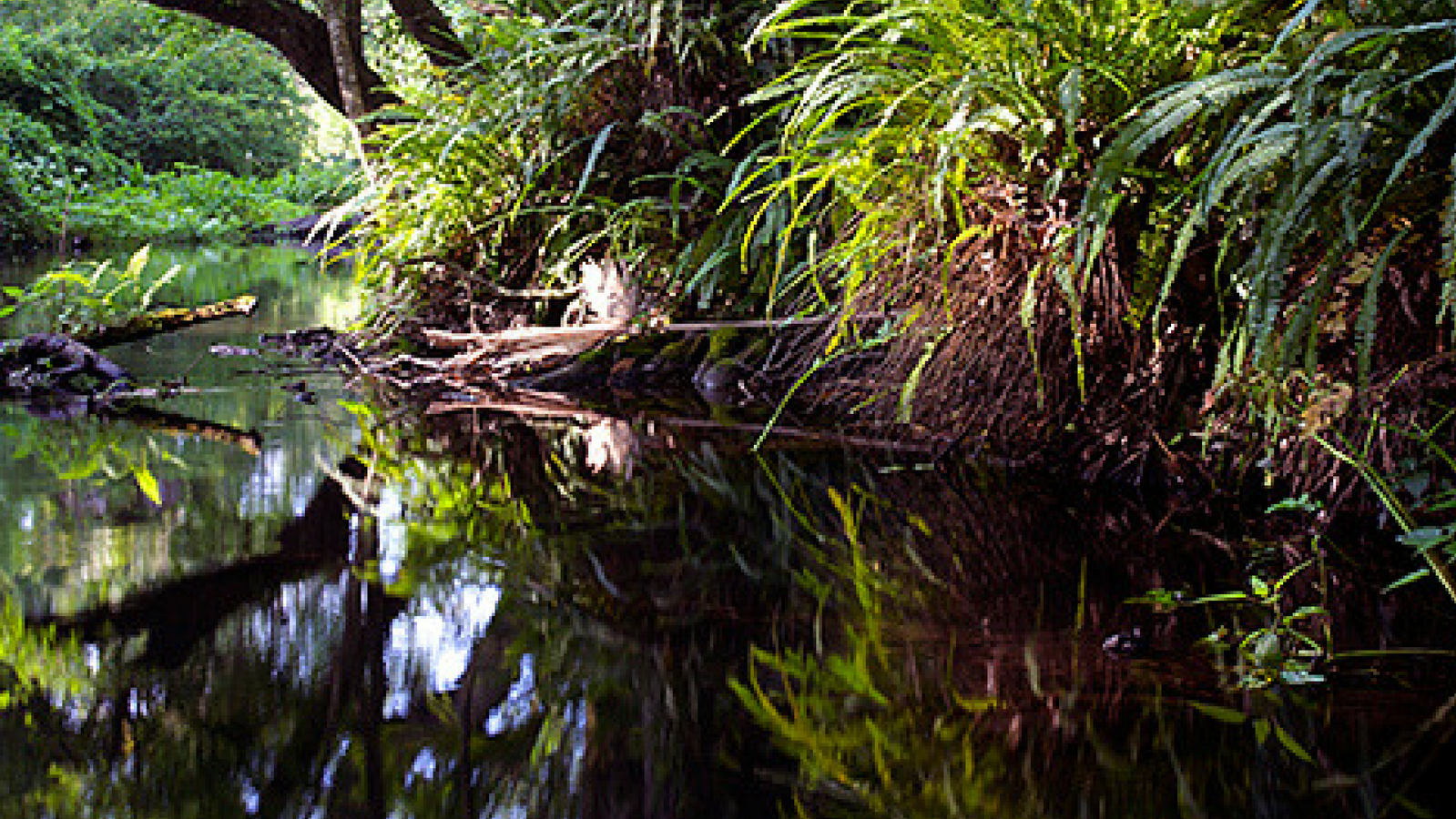 Wekiva River (Rock Springs Run), Florida