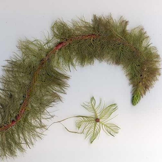 aquatic invasive variable milfoil with brown stem and bottlebrush style feathery green leaflets