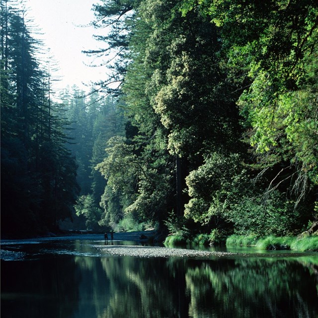 Hikers along Redwood Creek in Redwood National Park.