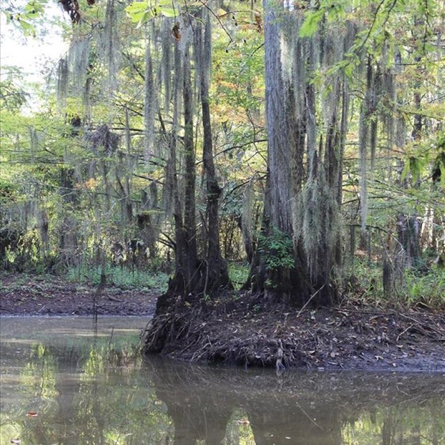 Moss-covered canopy, Big Thicket National Preserve, 2015