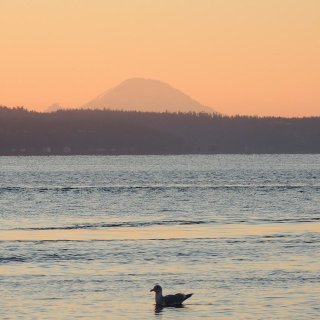 Sea Gull and Mt Rainier at Sunrise