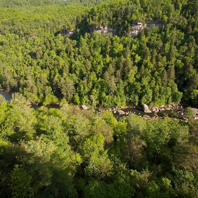 Obed River flowing through a forest. Credit: Tim Palmer