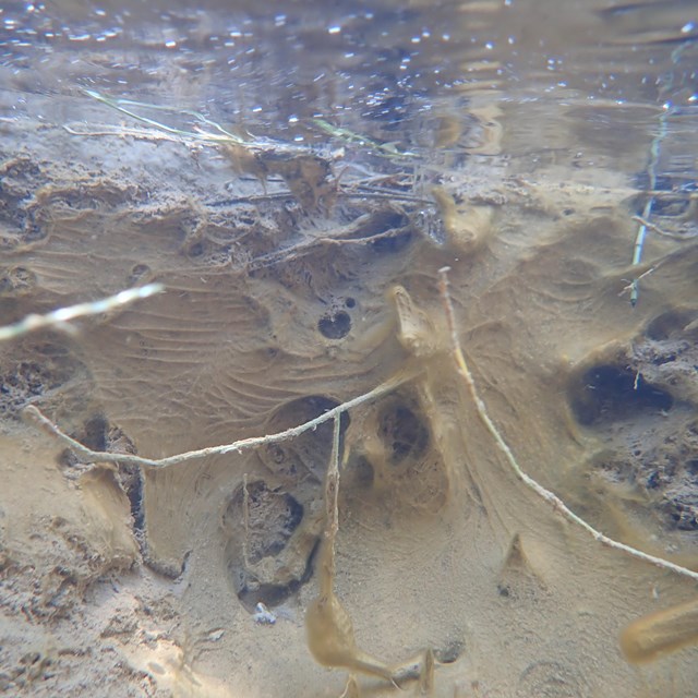 An underwater photo of brown algal blooms coating the river bank.