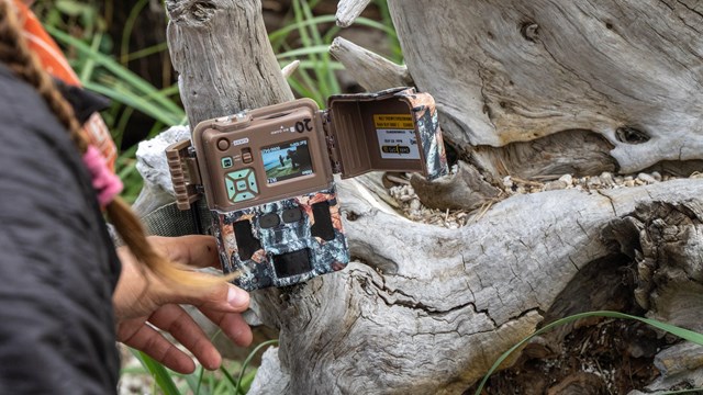 A researcher collects data from a game camera in Katmai National Park & Preserve.