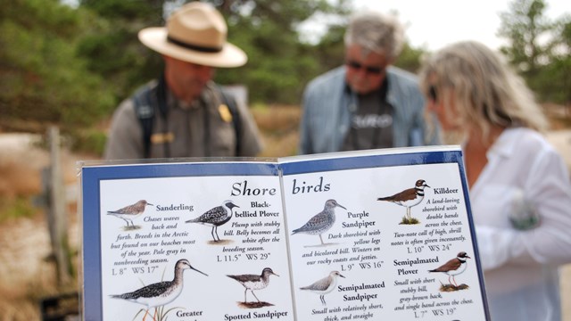 Park visitors examine a shorebird ID card with a ranger