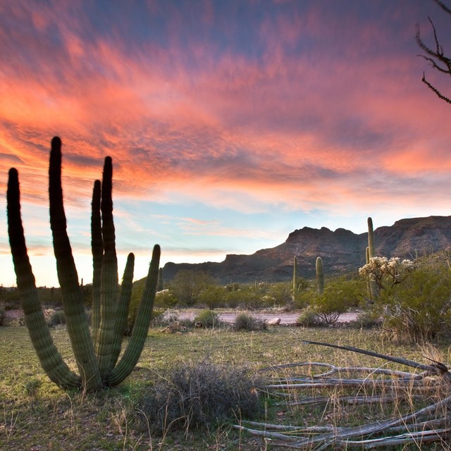 Organ Pipe National Monument at sunset.