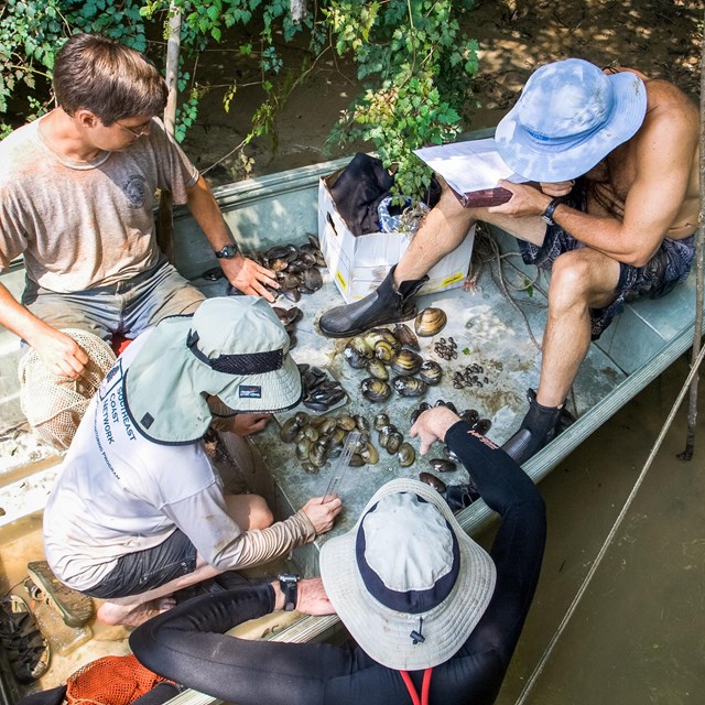 Researches examine mussel specimens in Congaree National Park.