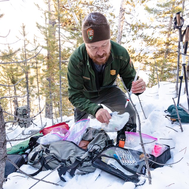 A wildlife biologist works to capture and collar a cougar in Yellowstone National Park.
