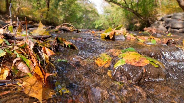 yellow green and orange leaves submerged beneath running water