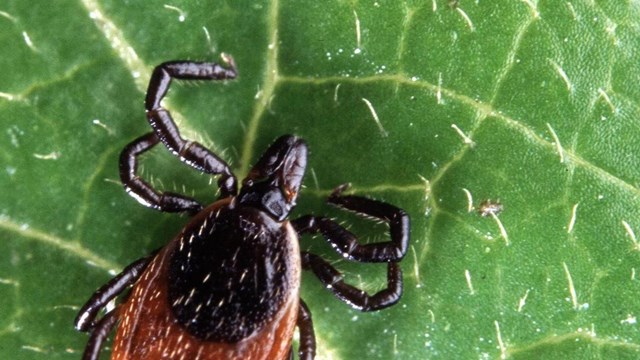 A deer tick on a leaf. 