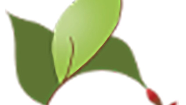 Logo of ENC consisting of three leaves and a stem resembling a hummingbird