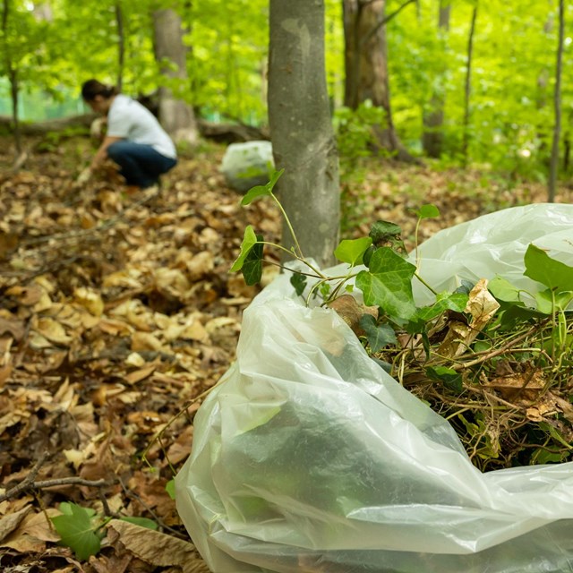 Bag with invasive plants inside