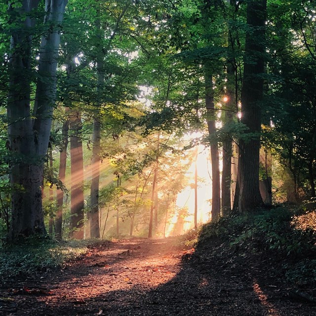 sun beams on trail