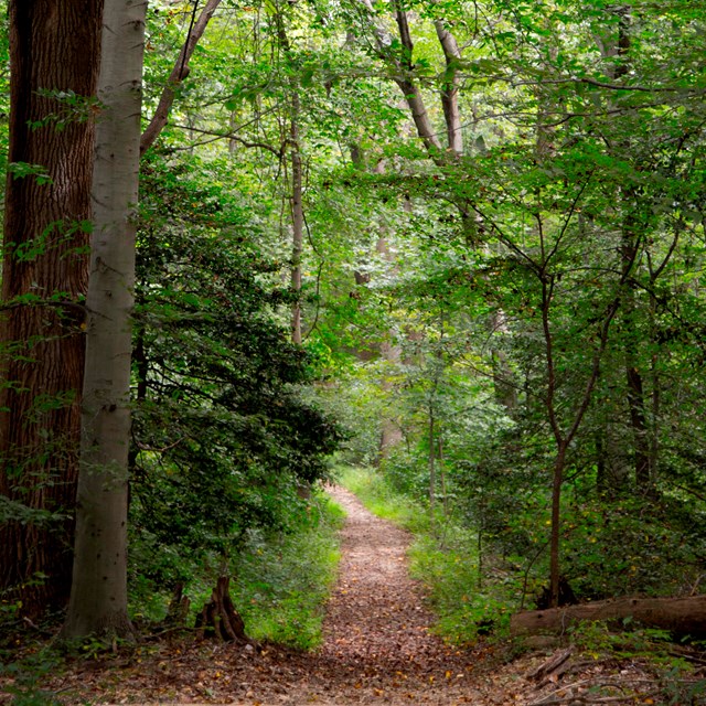 A trail cuts through a dense forest