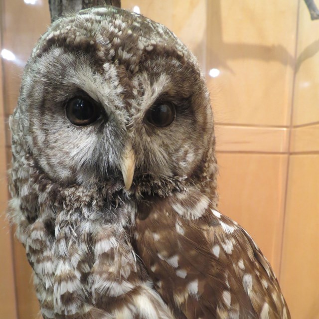 A dark eyed owl stares off camera