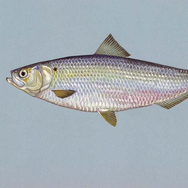 An illustration of a fish with blue, silver and purple scales
