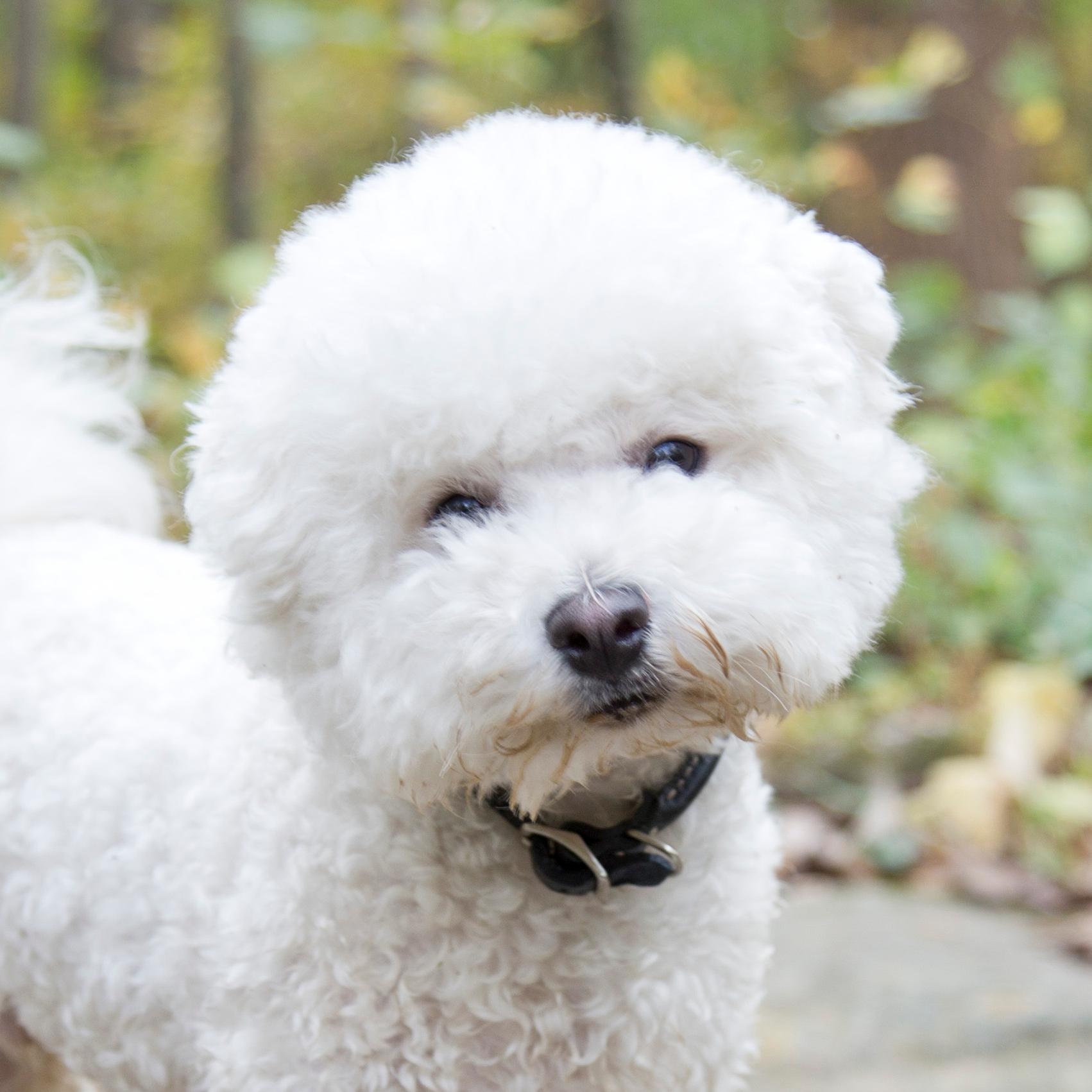 A fluffy white puppy that is off it's leash in the park. 
