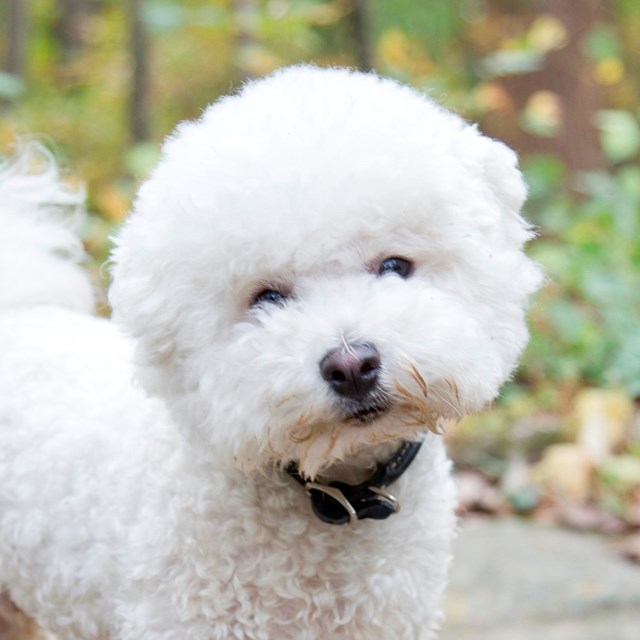 A fluffy white puppy that is off it's leash in the park. 