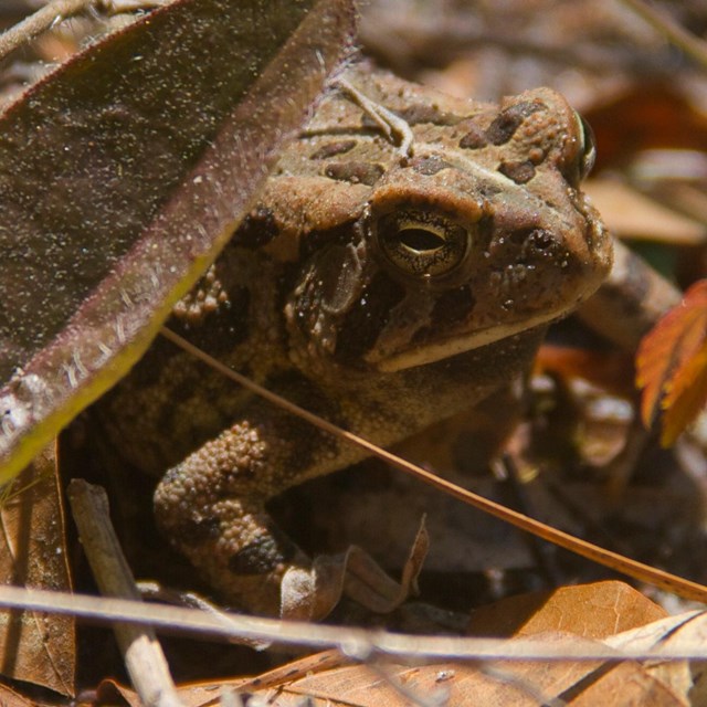 Toad