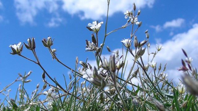 Arenaria fendleri in Rocky Mountain National Park.